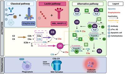 Free complement and complement containing extracellular vesicles as potential biomarkers for neuroinflammatory and neurodegenerative disorders